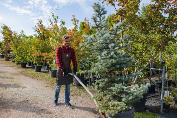 Reliable Rio, WI Tree Services Solutions